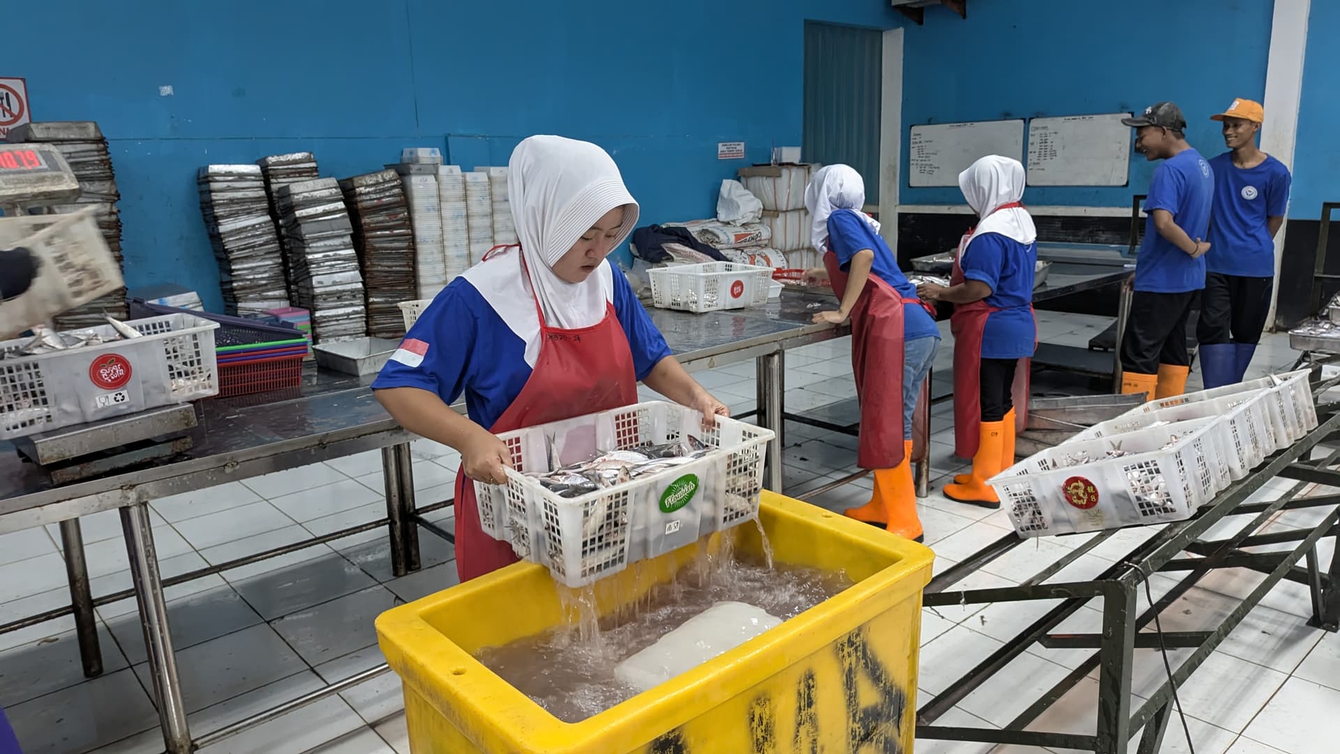 Proses Pencucian Ikan